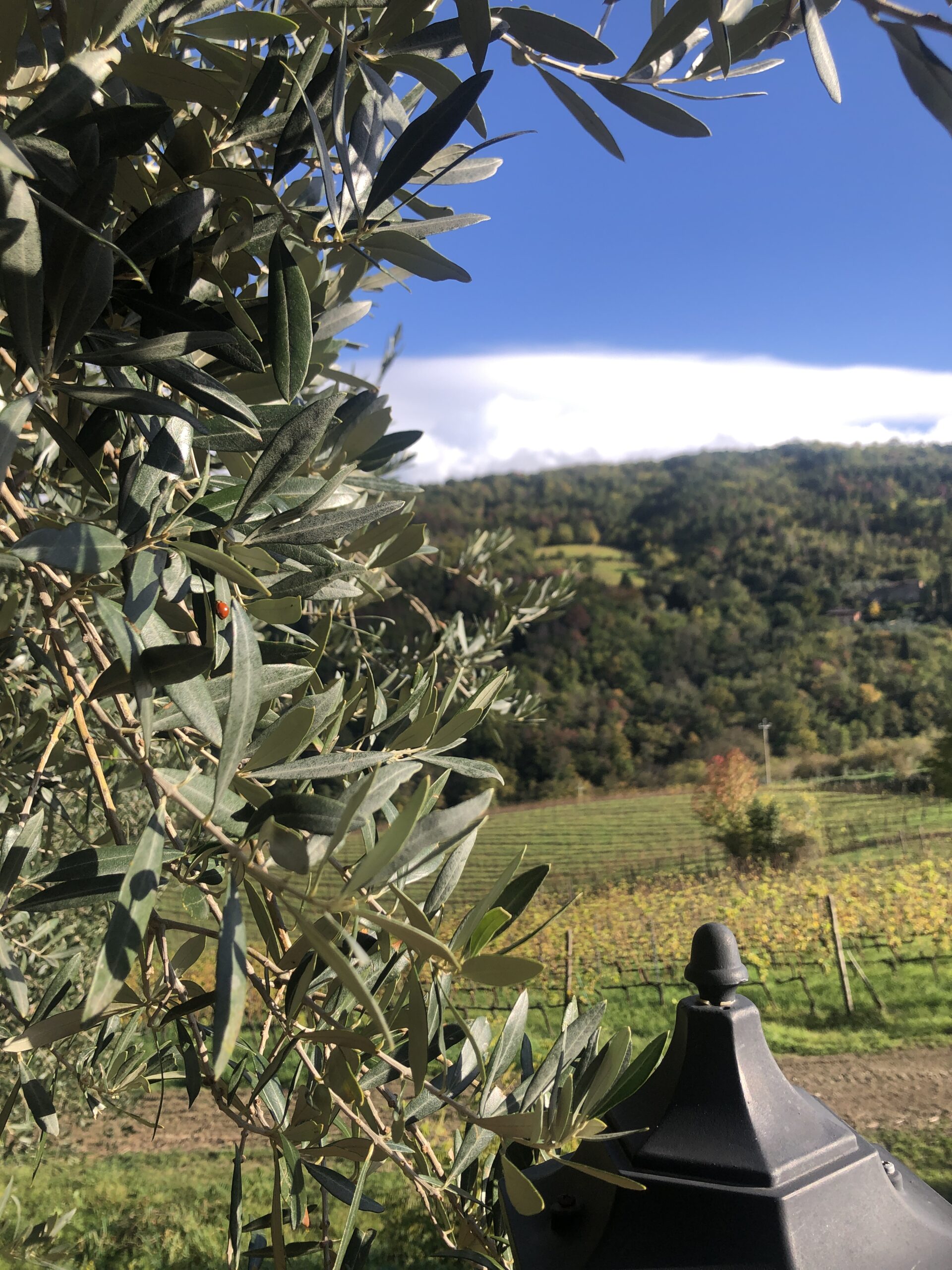 Ember Nights and Ruby Glasses - immagine 3