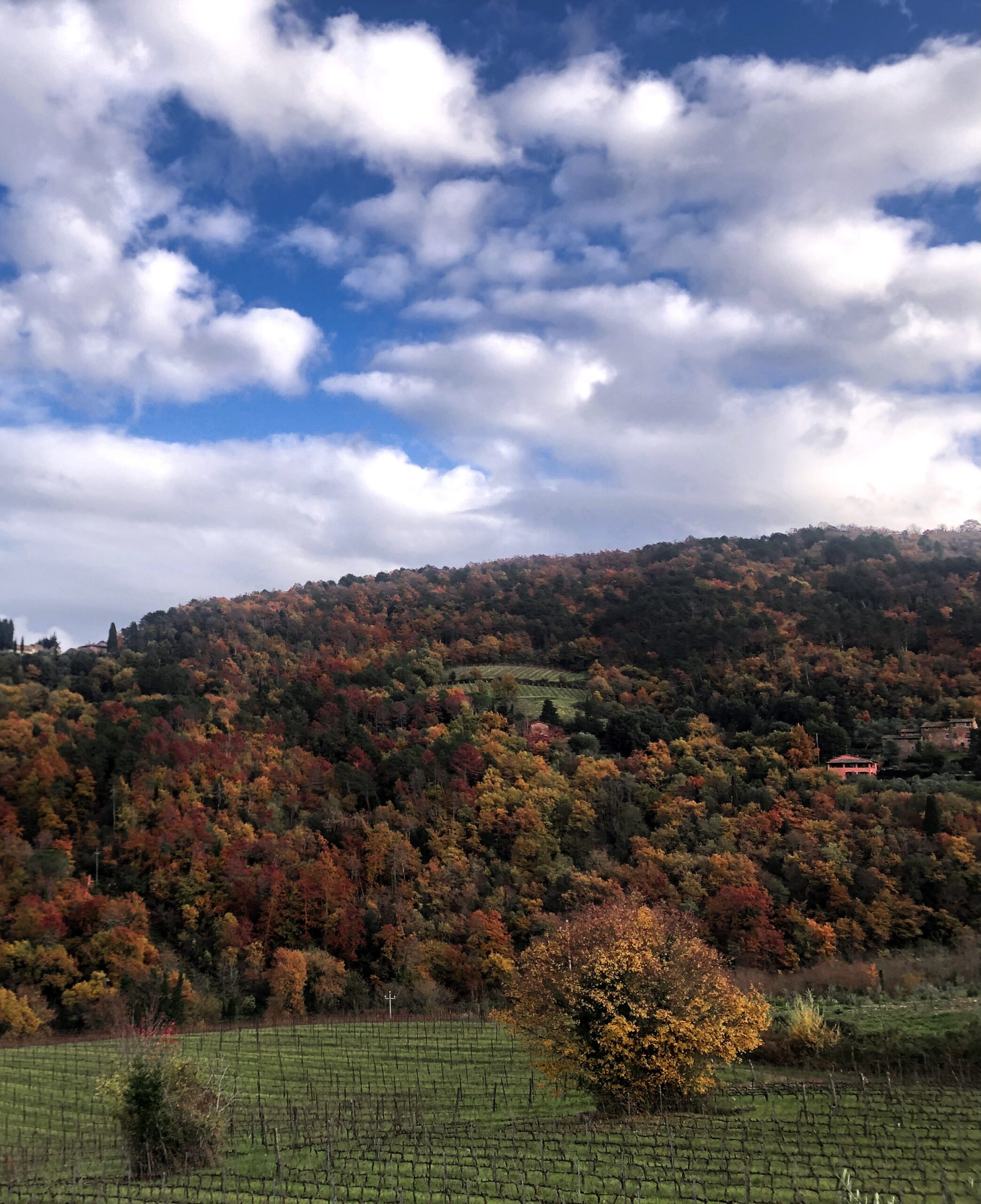 Ember Nights and Ruby Glasses - immagine 2